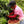 Costa Rica - Jaguar Honey