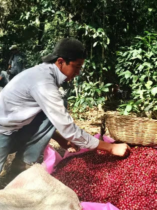 El Salvador – The Mountain Magic Brew 🏔️☕