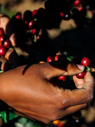 Tanzania Peaberry – The Unicorn of Coffee Beans 